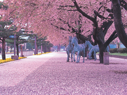十和田市官庁街通の桜